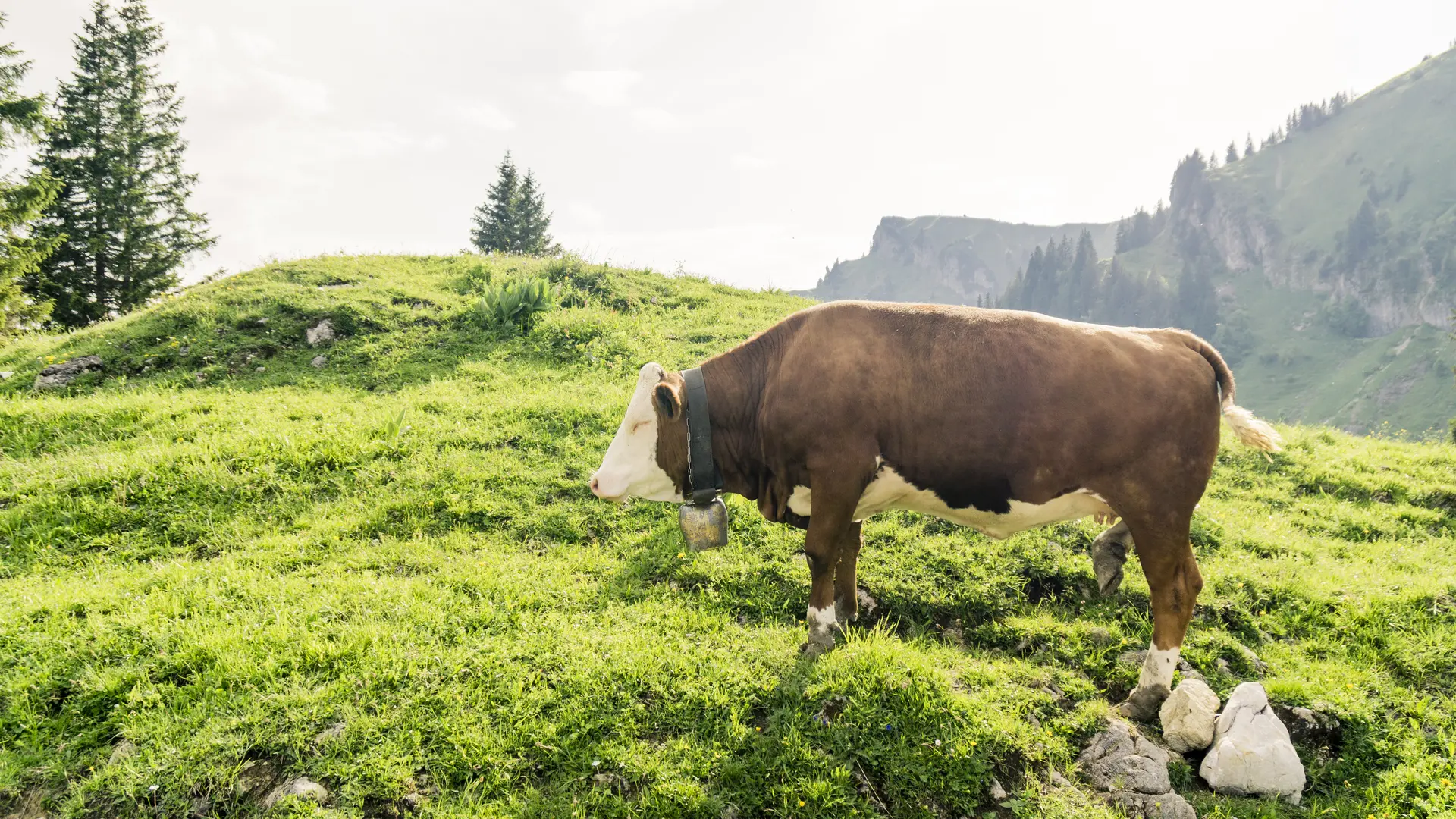 Ein Alt-Tag wegen BFSG | © DAV